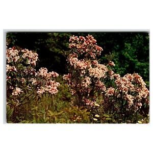 Allegheny National Forest Mountain Laurel Flowers Postcard 1973 Posted